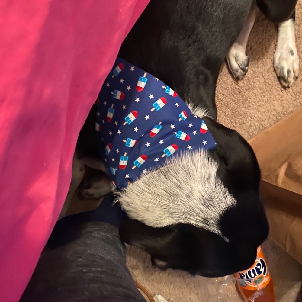 Happy 4th From Max ❤️💙
